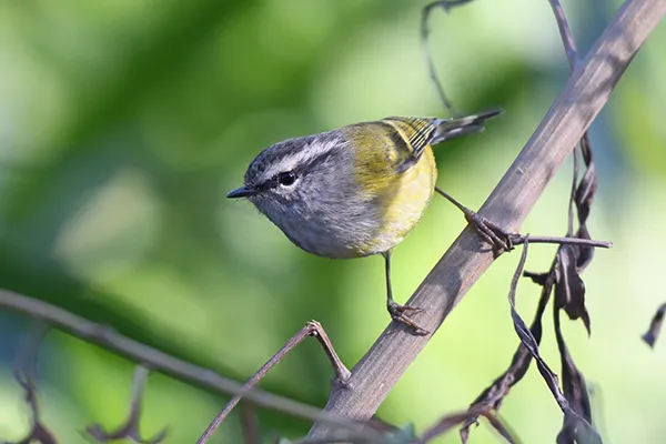 Birding Tours in Bhutan - What You Need to Know