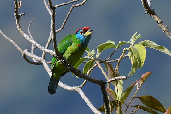 A Guide to Bhutan's Unique Avian Species