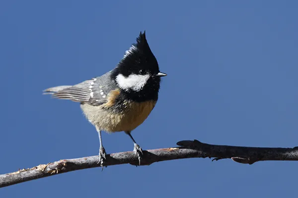 Birding In Bhutan Landscape