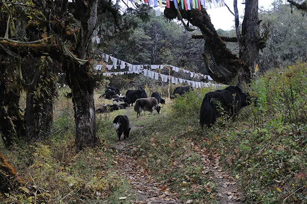 Luxury Bhutan Tour Packages From Colorado, USA