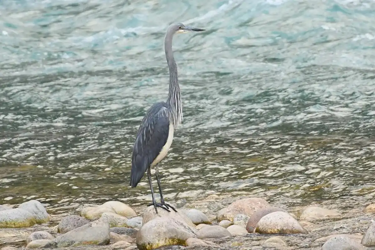 White-Bellied Heron Tour