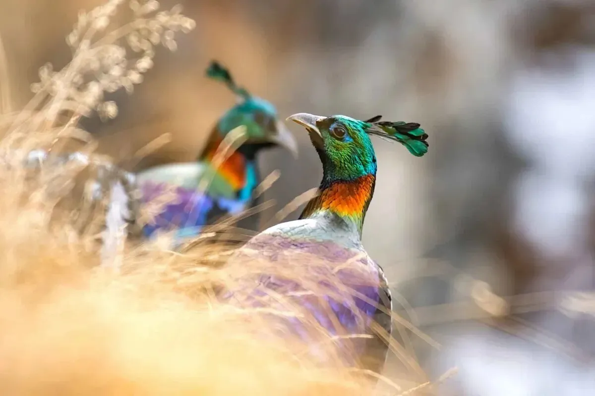 Bhutan Himalayan Monal Quest Tour