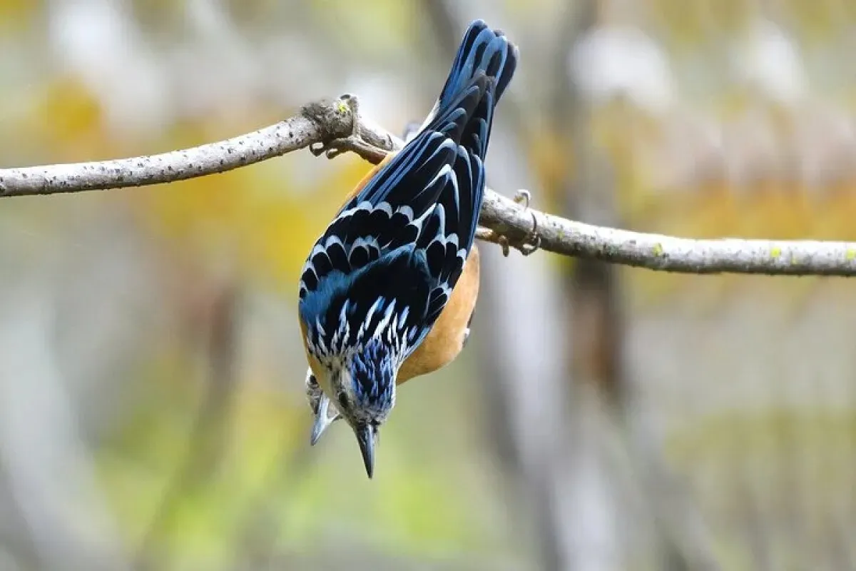 Satyr Tragopan's tour in Bhutan