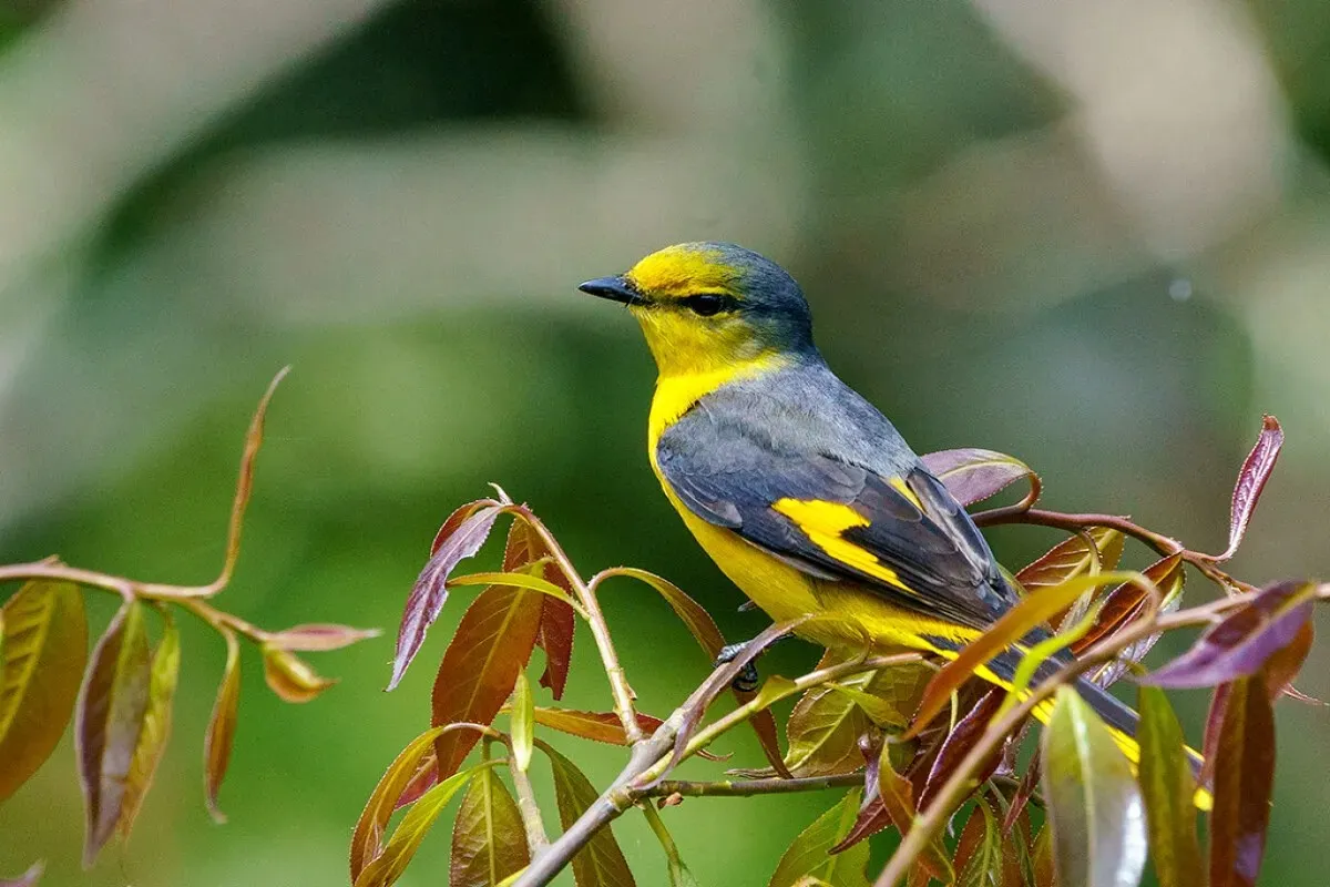 Bird Photography Tour in Bhutan